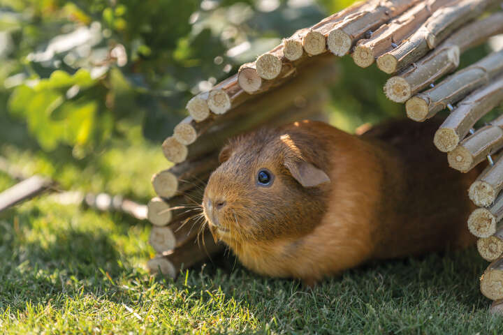 TRIXIE Natural Living Brücke